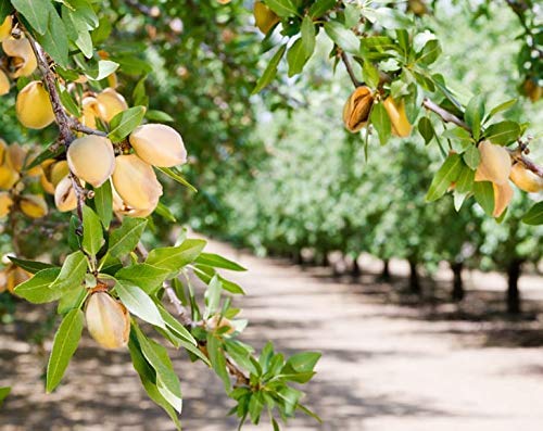 California Almonds